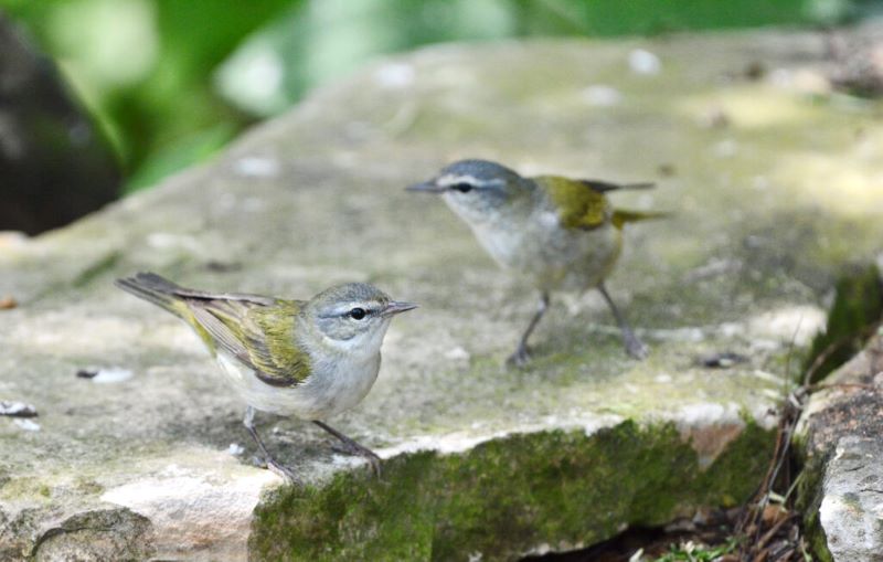 Tennessee warblers like these were among the nearly 1,000 birds that died in a single night in October after colliding with the McCormick Place Convention Center building in Chicago. Photo by Kyle Horton