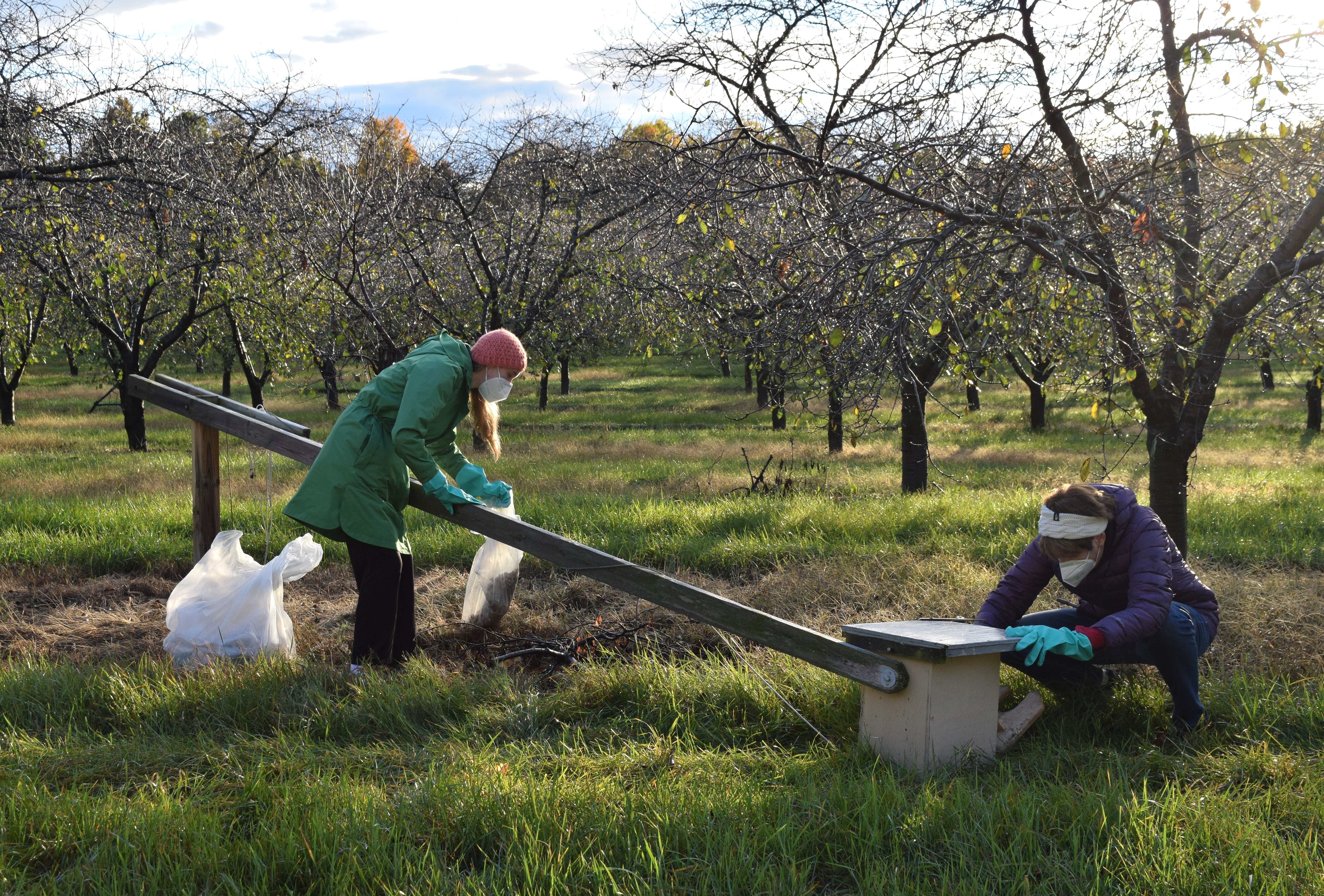 Catherine Lindell and student maintaining a kestrel box as part of research investigating the value of nest boxes to encourage the presence of predatory birds fruit production. 