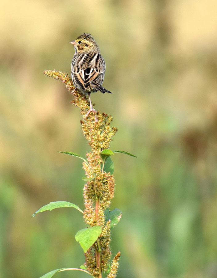 Savannah Sparrow foraging on weed seeds in an organic produce field near Eugene, Oregon. Credit: Olivia Smith